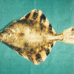 Камбала. Фото Dr. Dwayne Meadows, NMFS/OPR CC BY-SA 3.0