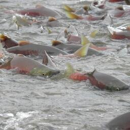 Идущая на нерест камчатская нерка