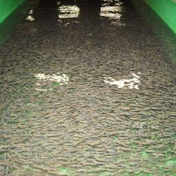 Первой партией стали 1,5 млн мальков кеты. Фото пресс-службы Главрыбвода