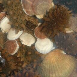 В деле фигурировали дальневосточный трепанг и приморский гребешок