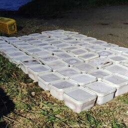 В руки правоохранителей попало 67 куботейнеров с икорными ястыками. Фото пресс-службы Погрануправления ФСБ России по Сахалинской области