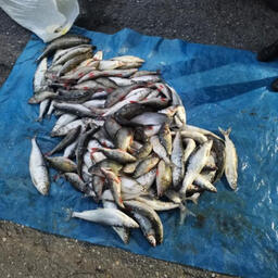 Полицейские изъяли более 50 кг браконьерской рыбы. Фото пресс-службы МВД по Республике Бурятия