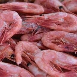 Варено-мороженая северная креветка