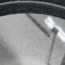 В Балтийском федеральном университете провели ряд экспериментов по селекции карпа. Фото пресс-службы БФУ