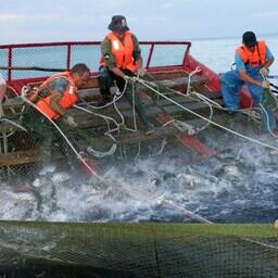 Глава Росрыболовства Илья Шестаков провел первое заседание межведомственной рабочей группы по вопросам распределения участков для промысла анадромных видов рыб