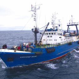 Специалисты Магаданского филиала ВНИРО проводят исследования трубачей в северной части Охотского моря. Фото пресс-службы филиала