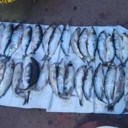 Белую рыбу незаконно добыли на Таймыре. Фото пресс-службы ГУ МВД по Красноярскому краю