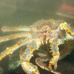 По крабовым аукционам могут сменить временные рамки