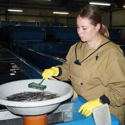 Мальки на Вилюйском ЛРЗ. Фото пресс-службы Северо-Восточного теруправления Росрыболовства