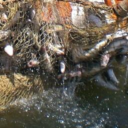 Лососевый улов в Приморье. Фото предоставлено компанией «Тройка»