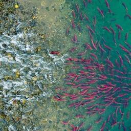 Ход озерновской нерки на нерест. Фото Михаила Коростелёва