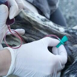 Взятие образца крови. Фото пресс-центра нацпарка «Командорские острова»