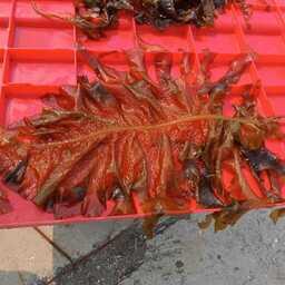 За пять месяцев в море водоросль выросла до полутора метров в длину. Фото пресс-службы ТИНРО