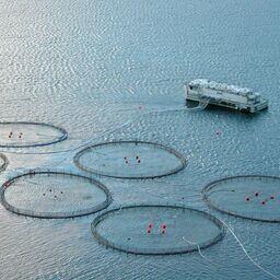 Фарерская мариферма. Фото Erik Christensen, CC BY-SA 3.0