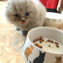 Коллегия ЕЭК утвердила требования к рыбному сырью для кормов