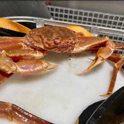 ГК «Антей» успешно реализовала пилотный проект по доставке живого краба в столицу автомобильным транспортом. Фото пресс-службы группы компаний