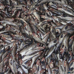 Минтай - один из важнейших объектов российского рыболовства