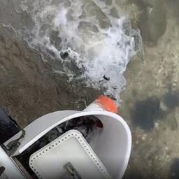 Специалисты Северо-Кавказского филиала Главрыбвода выпустили в реки Кабардино-Балкарии более 940 тыс. мальков каспийского лосося. Кадр видео с сайта учреждения