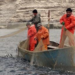 Республика Крым выделила более 12,5 млн рублей на субсидии своим рыбодобывающим предприятиям. Фото пресс-службы регионального минсельхоза
