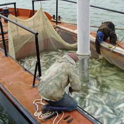 Свежий улов у рыбаков в Карагинской подзоне