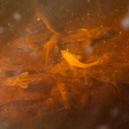 В новых поправках идет о льготных кредитах в том числе на реализацию инвестиционных проектов, связанных со строительством и модернизацией селекционно-генетических центров