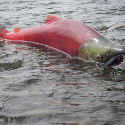 Нерка на нересте на притоке реки Нушагак, впадающей в Бристольский залив. Фото USEPA Environmental-Protection-Agency