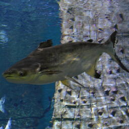 Пангасиус — одна из основ вьетнамского рыбного экспорта