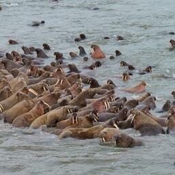 Это самое крупное в мире лежбище атлантических моржей. Фото пресс-службы правительства ЯНАО