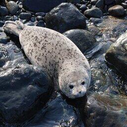 В Дальневосточный морской заповедник вернулись сотни особей ларги для размножения после многомесячной ежегодной миграции. Фото Игоря Катина