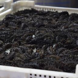 Сушеный трепанг — уже выращенная на этих участках товарная продукция