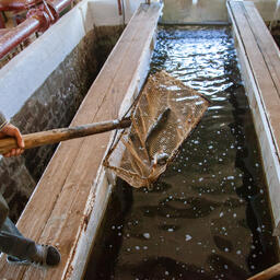 Объем производства продукции товарной аквакультуры в России продолжает расти