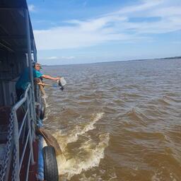 Завершающие работы по выпуску провели 15 июля. Фото пресс-службы Главрыбвода