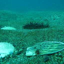 Ученые соберут в том числе данные по запасам беспозвоночных. Фото пресс-службы ТИНРО