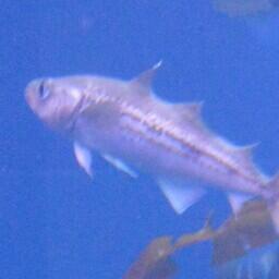 Специалисты ВНИРО подготовили путинный прогноз по беринговоморскому минтаю на 2022 г.