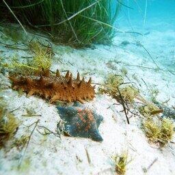 Изъятых трепангов вернули в море. Фото пресс-службы Дальневосточного морского заповедника