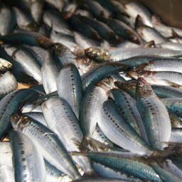 Уловы иваси опережают прошлогодние показатели на отчетную дату