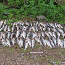 В рамках «Путины-2022» на Камчатке изъято более 60 тонн незаконно добытых водных биоресурсов. Фото пресс-службы регионального МВД