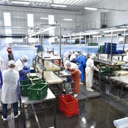 Правительство утвердило порядок обследования объектов по производству товаров, подлежащих ветконтролю, для поставок в другие страны