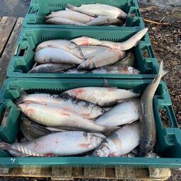 Арктический омуль. Фото предоставлено МУП «Булунское»