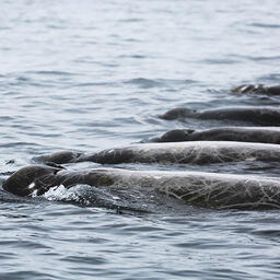 Группа самцов малых плавунов. Они отличаются от самок множеством царапин, которые наносят друг другу во время «турнирных боев». Фото Татьяны Ивкович