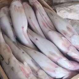 Немаркированную партию рыбы изъяли в Астрахани. Скриншот оперативной съемки