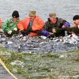 На совете, в частности подведут итоги организации лососевой путины