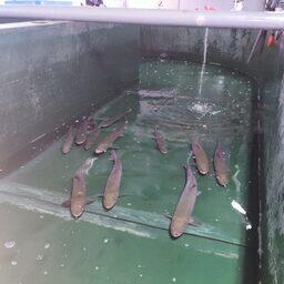 Тайменей выдерживали на Охотском лососевом рыбоводном заводе. Фото пресс-службы Главрыбвода