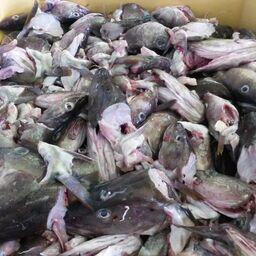 Головы — один из частых отходов рыбопереработки. Фото предоставлено компанией «ГрадРесурс»