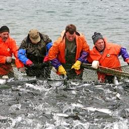 Добыча лосося на Дальнем Востоке