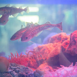 В новом году рыбопромышленные предприятия ждет целый ряд изменений