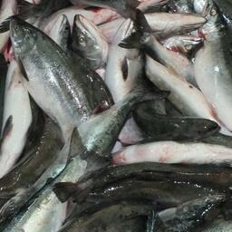 Северный научно-промысловый совет рекомендует науке вывести горбушу из перечня ценных пород рыб