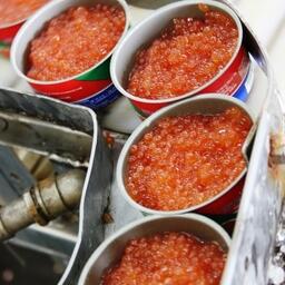 Производство красной икры на Камчатке