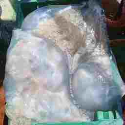 Научный улов гребневика. Фото пресс-службы АзНИИРХ