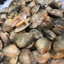 Рудитапис филиппинский, известный также как петушок. Фото пресс-службы ТИНРО